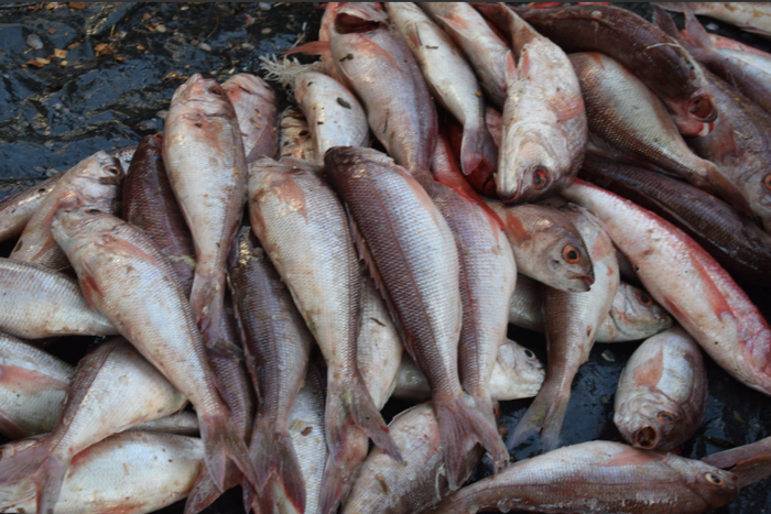 About two million Kenyans depend on fishing.