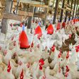 Chi Farms to build permanent site for poultry school in 2021