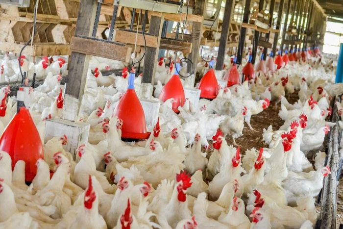 Chi Farms to build permanent site for poultry school in 2021