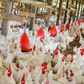 Chi Farms to build permanent site for poultry school in 2021
