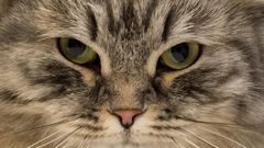 A British Black Silver Tabby adult male cat is judged at the 42nd "Supreme Cat Show" in Birmingham, England on October 27, 2018.