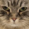 A British Black Silver Tabby adult male cat is judged at the 42nd "Supreme Cat Show" in Birmingham, England on October 27, 2018.