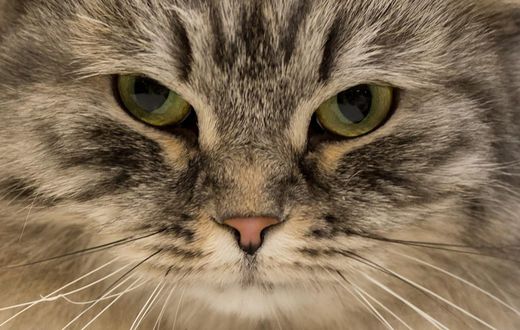 A British Black Silver Tabby adult male cat is judged at the 42nd "Supreme Cat Show" in Birmingham, England on October 27, 2018.