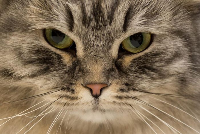 A British Black Silver Tabby adult male cat is judged at the 42nd "Supreme Cat Show" in Birmingham, England on October 27, 2018.