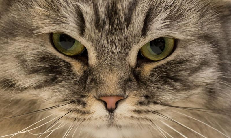 A British Black Silver Tabby adult male cat is judged at the 42nd "Supreme Cat Show" in Birmingham, England on October 27, 2018.