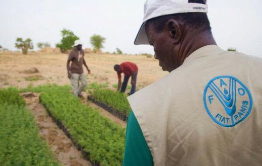 Food and Agriculture Organization (FAO)
