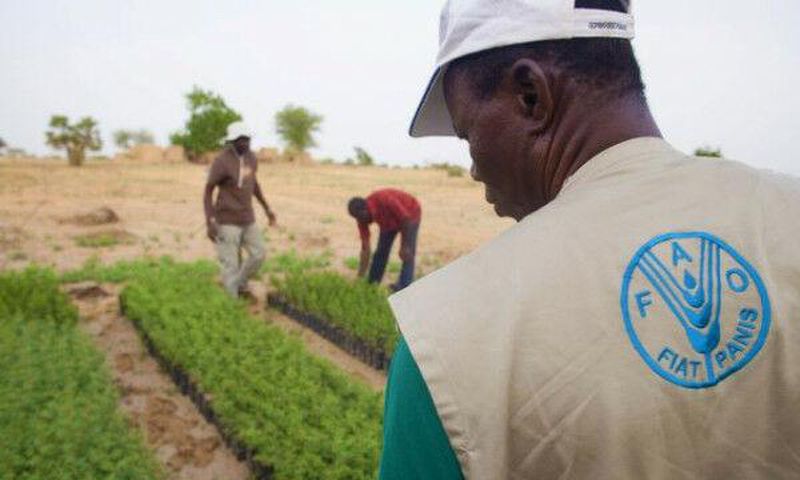 Food and Agriculture Organization (FAO)