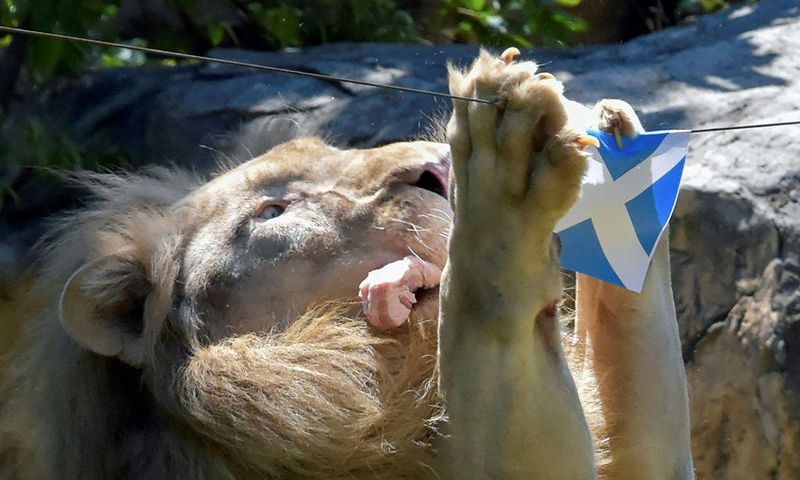 Boy, a five-year-old white lion, "predicts" an upcoming match by grabbing a piece of meat under the Scottish flag