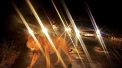 A lion walks past a queue of cars in Nairobi National Park on July 14, 2013. The wild lion brought traffic to a standstill near the entrance to the park as curious tourists risked breaking park rules by leaving after closing time to view the spectacle....