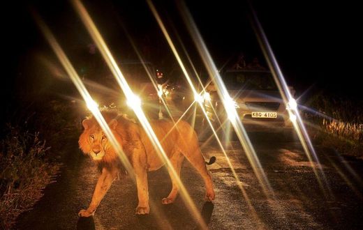A lion walks past a queue of cars in Nairobi National Park on July 14, 2013. The wild lion brought traffic to a standstill near the entrance to the park as curious tourists risked breaking park rules by leaving after closing time to view the spectacle....