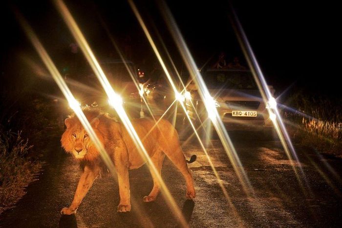 A lion walks past a queue of cars in Nairobi National Park on July 14, 2013. The wild lion brought traffic to a standstill near the entrance to the park as curious tourists risked breaking park rules by leaving after closing time to view the spectacle....