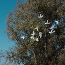 Christian Longomba laid to rest in Los Angeles, California