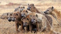 Spotted hyenas have a rich vocal repertory; they emit about a dozen distinct vocalizations, most of which can be modulated in various ways to alter their meaning to listeners. (Barkinka)