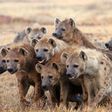 Spotted hyenas have a rich vocal repertory; they emit about a dozen distinct vocalizations, most of which can be modulated in various ways to alter their meaning to listeners. (Barkinka)