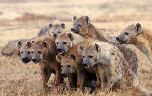 Spotted hyenas have a rich vocal repertory; they emit about a dozen distinct vocalizations, most of which can be modulated in various ways to alter their meaning to listeners. (Barkinka)