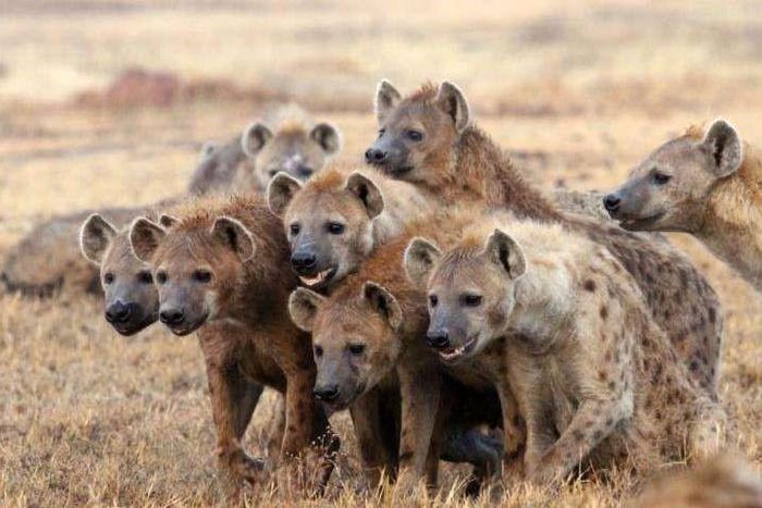 Spotted hyenas have a rich vocal repertory; they emit about a dozen distinct vocalizations, most of which can be modulated in various ways to alter their meaning to listeners. (Barkinka)