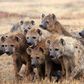 Spotted hyenas have a rich vocal repertory; they emit about a dozen distinct vocalizations, most of which can be modulated in various ways to alter their meaning to listeners. (Barkinka)