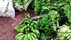 Kirinyaga Man destroys Ksh 200K farm produce because wife wanted to work on Father's Day