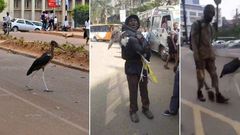 A marabou stork in Nairobi