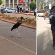 A marabou stork in Nairobi