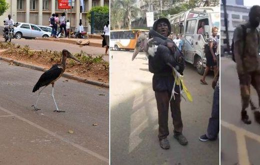 A marabou stork in Nairobi