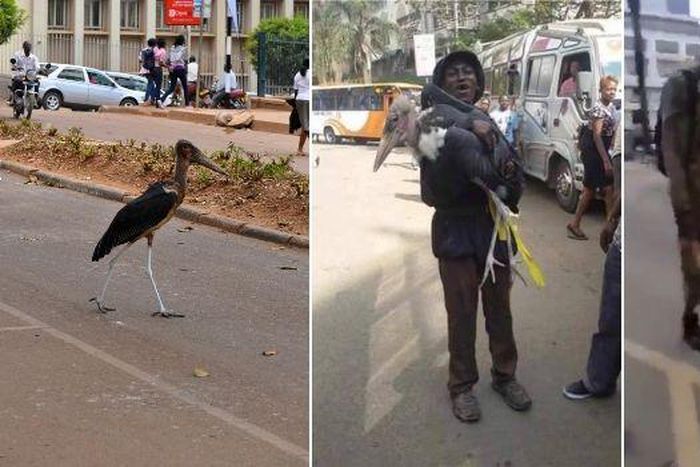 A marabou stork in Nairobi
