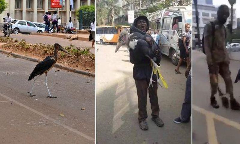 A marabou stork in Nairobi