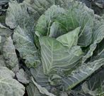 Sukuma matumbo and 5 other kale varities popular with Nairobians