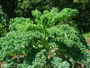 Sukuma matumbo and 5 other kale varities popular with Nairobians