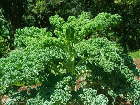 Sukuma matumbo and 5 other kale varities popular with Nairobians