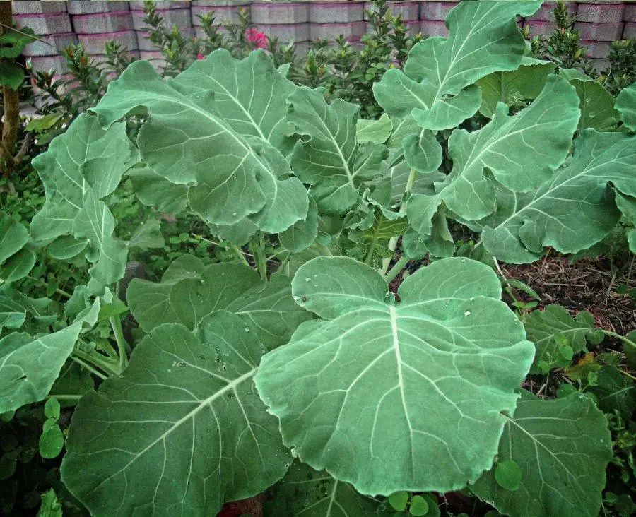 Sukuma matumbo and 5 other kale varities popular with Nairobians