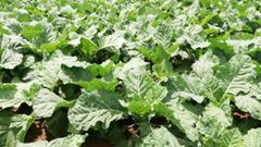 Sukuma matumbo and 5 other kale varities popular with Nairobians