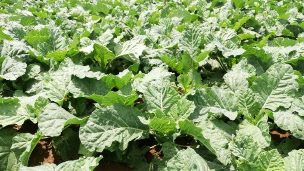 Sukuma matumbo and 5 other kale varities popular with Nairobians