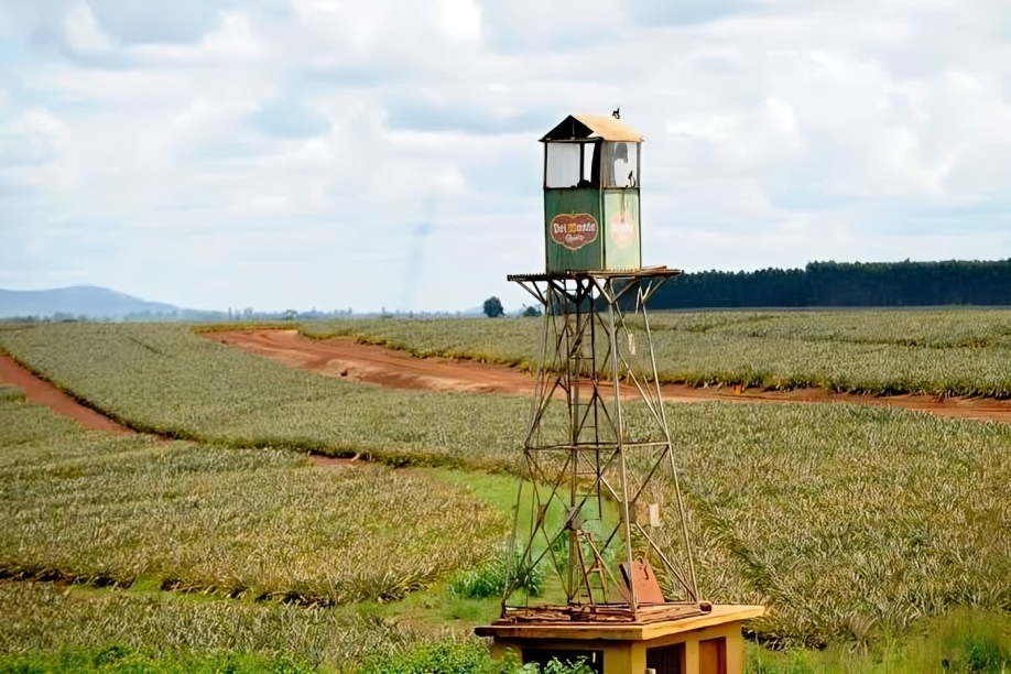 Del Monte pineapple farm in Thika