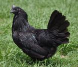 Ayam Cemani Chicken