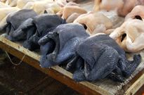 Ayam Cemani Chicken