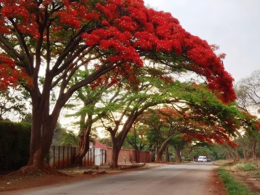 Flame tree bike park in Thika