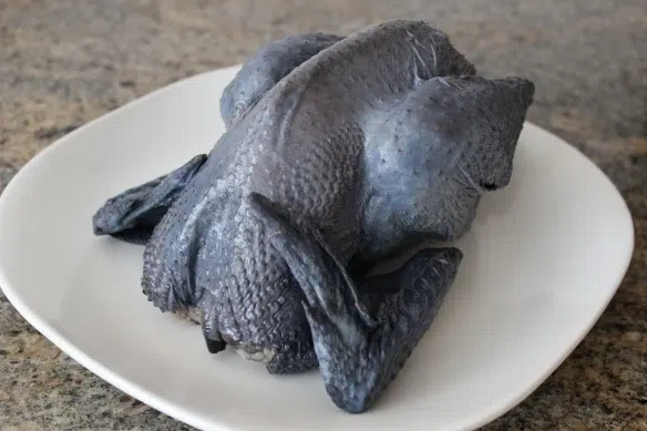 Ayam Cemani Chicken
