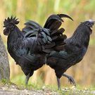 Ayam Cemani Chicken