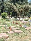 Rest in peace… if you can afford it: Breakdown of Lang’ata Cemetery fees