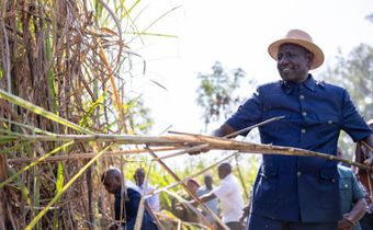 File image of President William Ruto harvesting sugarcane in Mumias, Kakamega County during a tour of the region