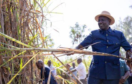 File image of President William Ruto harvesting sugarcane in Mumias, Kakamega County during a tour of the region