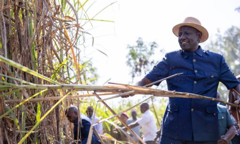 File image of President William Ruto harvesting sugarcane in Mumias, Kakamega County during a tour of the region