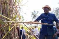 President William Ruto tries his hand at harvesting sugarcane in Mumias, Kakamega on January 20, 2025/PCS