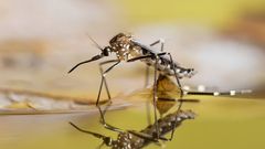 Mosquito protection methods