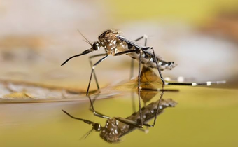 Mosquito protection methods