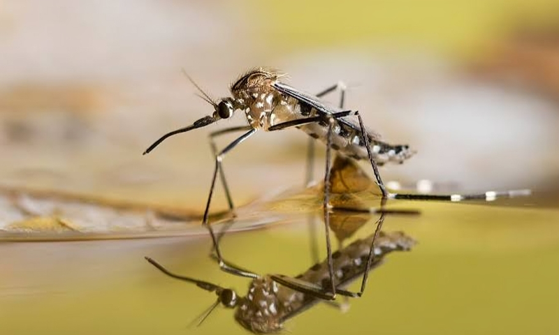 Mosquito protection methods