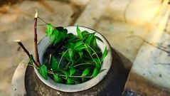 Boiling neem as a way to repel mosquitoes