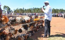 File image of President William Ruto at a past chicken auction event
