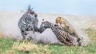 In first place in the Behavior — Mammals category, Alexander Brackx photographed a mother zebra and foal under attack from a cheetah in Kenya's Maasai Mara National Reserve.